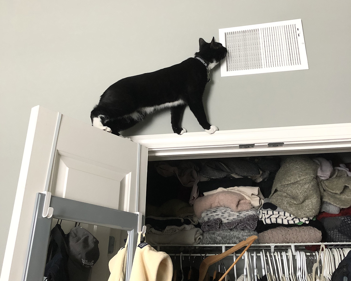cat on closet drawer